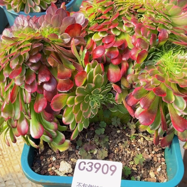 【闪购商品】3909多肉