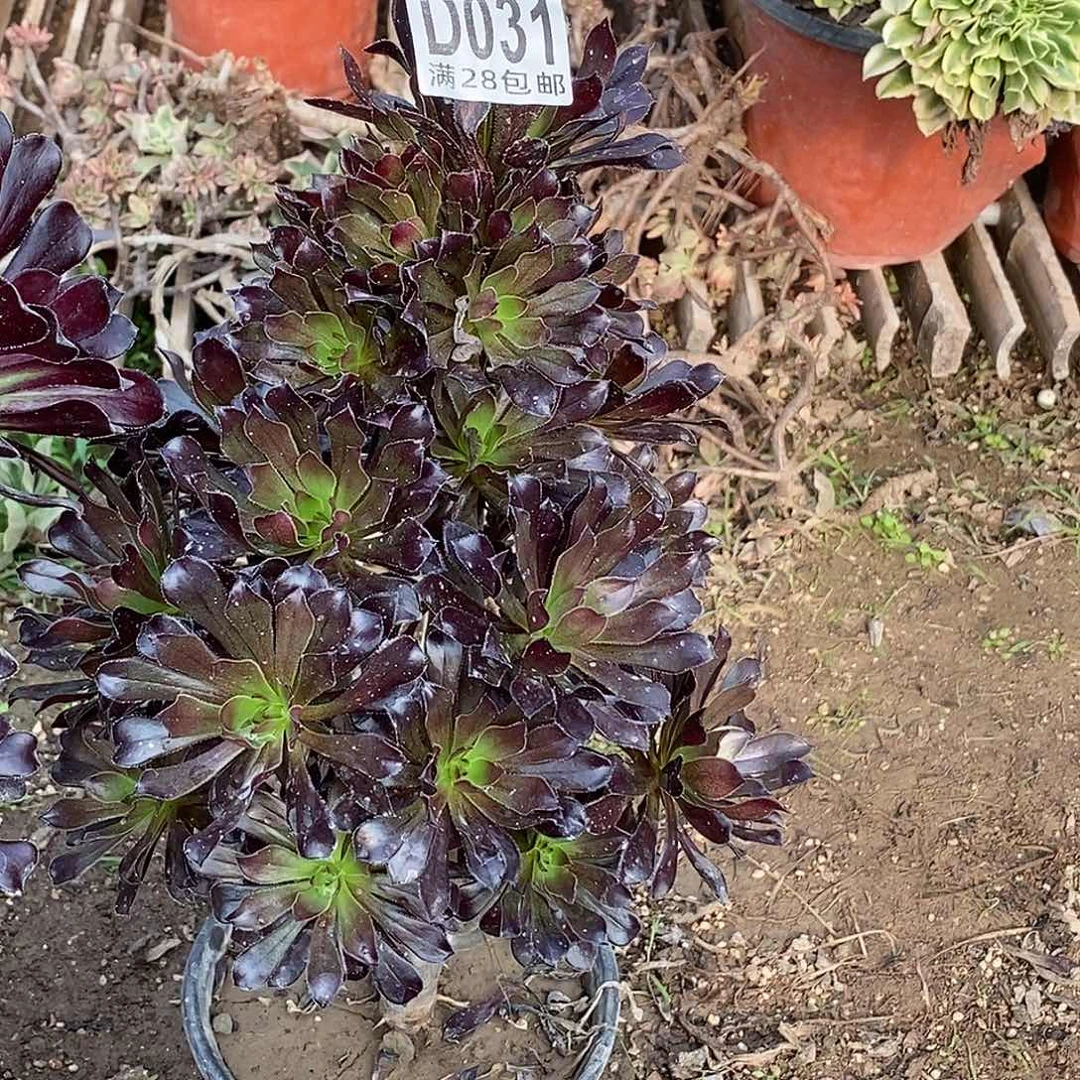 姑***奶31 多肉植物不包断枝