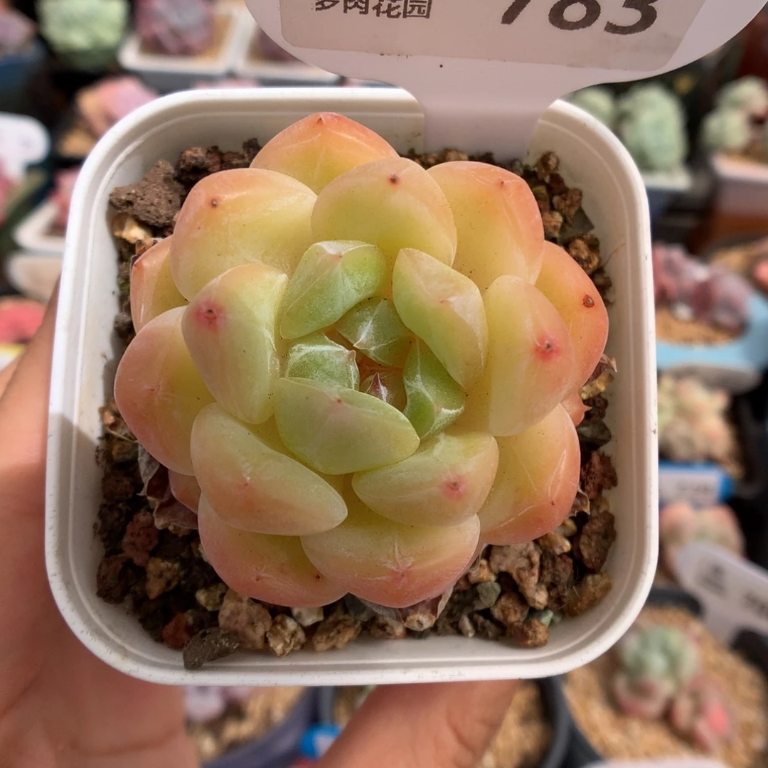 783钻石珍妮多肉植物
