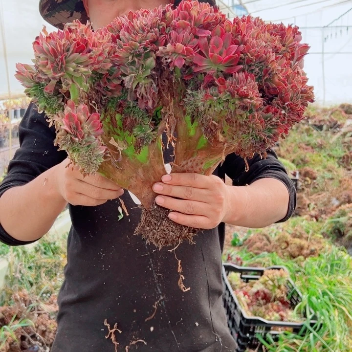 女郎醉话34号多肉法师