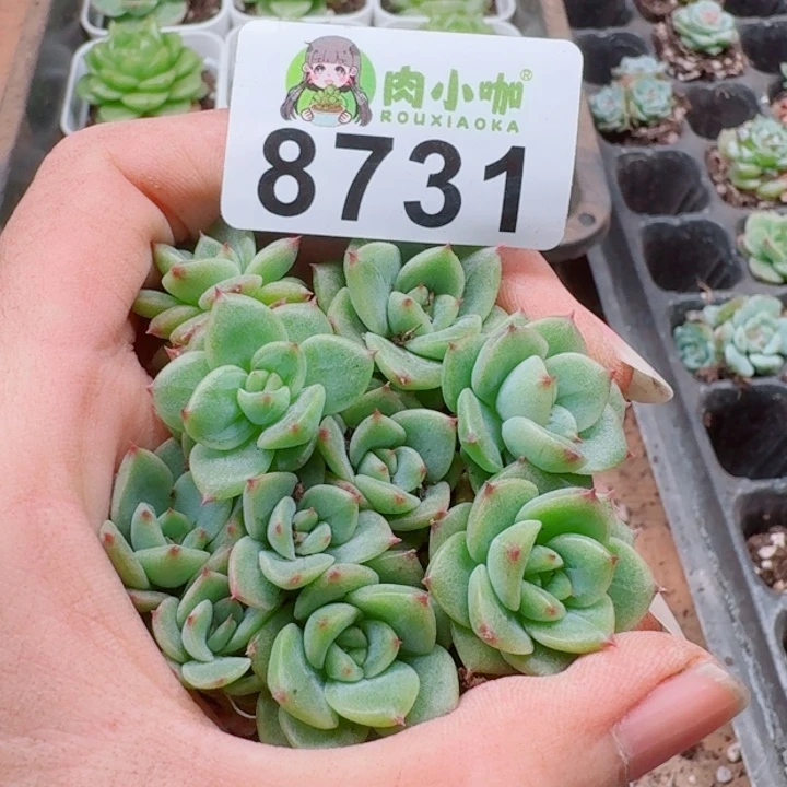 多肉植物多肉植物