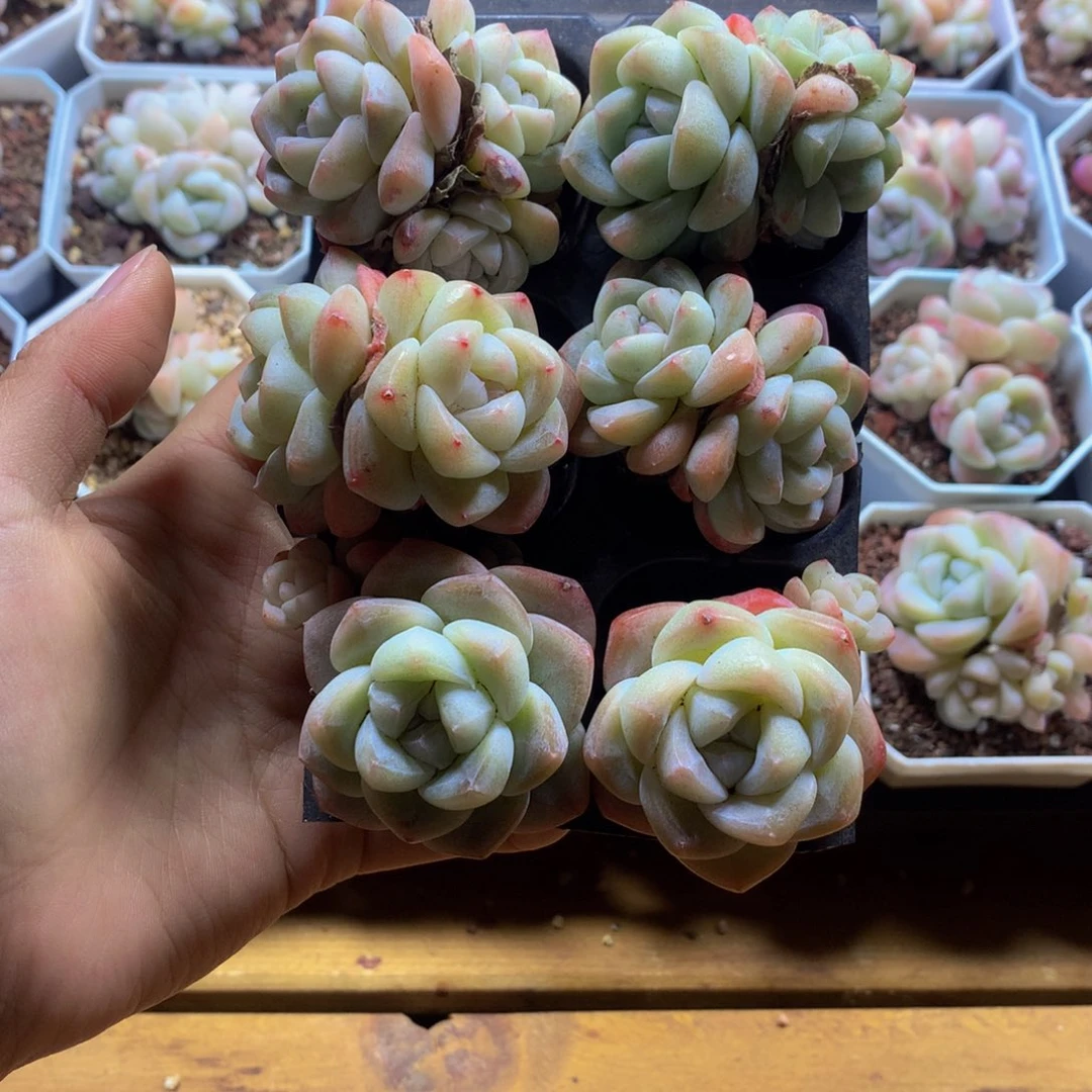 精控冰玉组合一物一拍