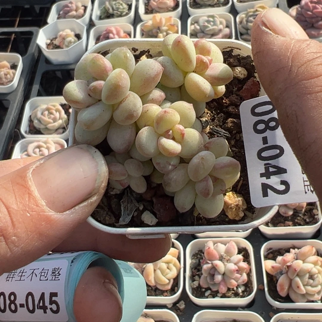 小卡拉米糖心一物一拍8-42