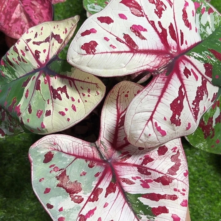 311-0909龟仙岛泰国发