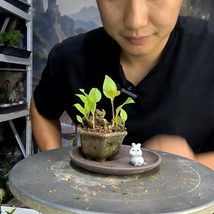 艳**梦中青园艺一物一拍127