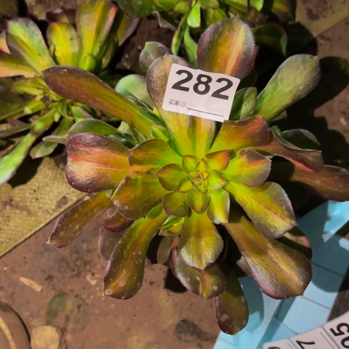 282流星雨七彩多肉植物不售后