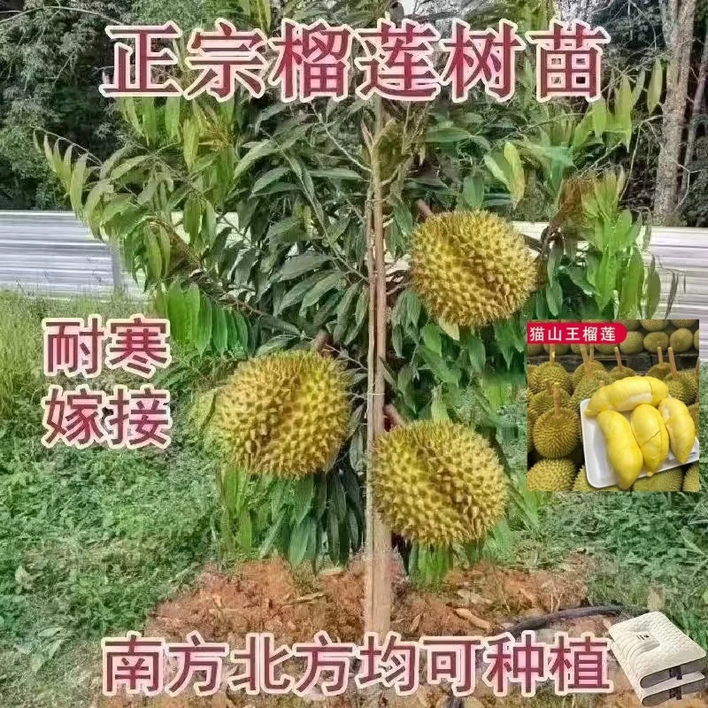 当年结果榴莲树苗泰国金枕猫山王榴莲四季地栽庭院南北方耐寒果树