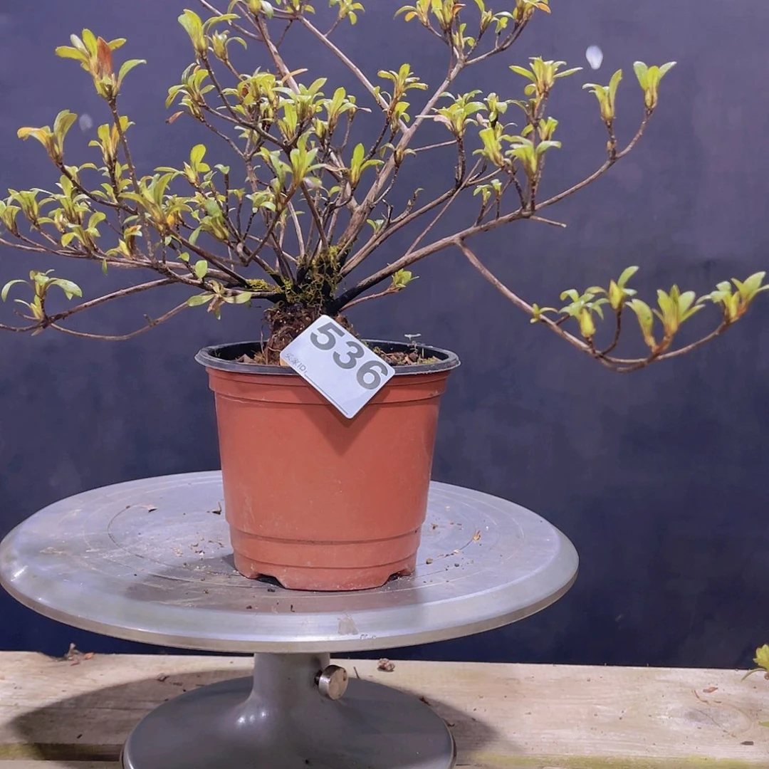 红陶直播时间一定一定