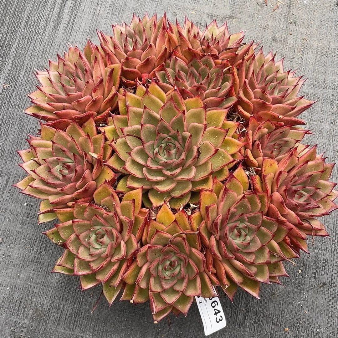 若如东云单拍B643