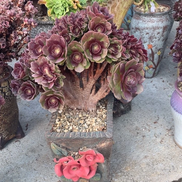 多肉多味儿可可爱呢宝宝的眼睛也