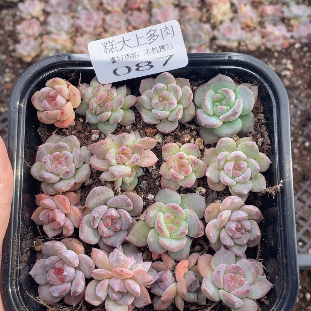 明*晴糕大上多肉植物87