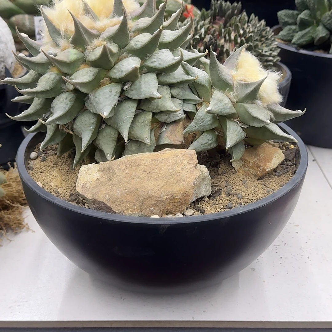 双头岩牡丹仙人球