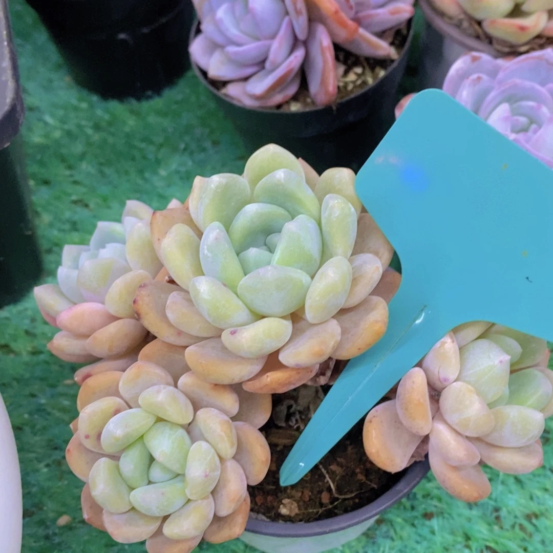 清货场，精品场一物一拍