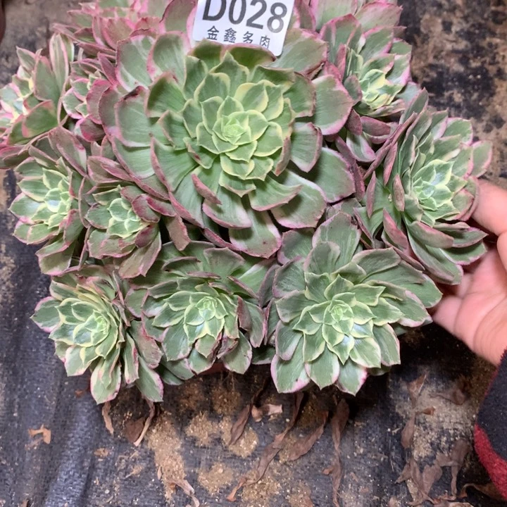 028多肉植物一物一拍