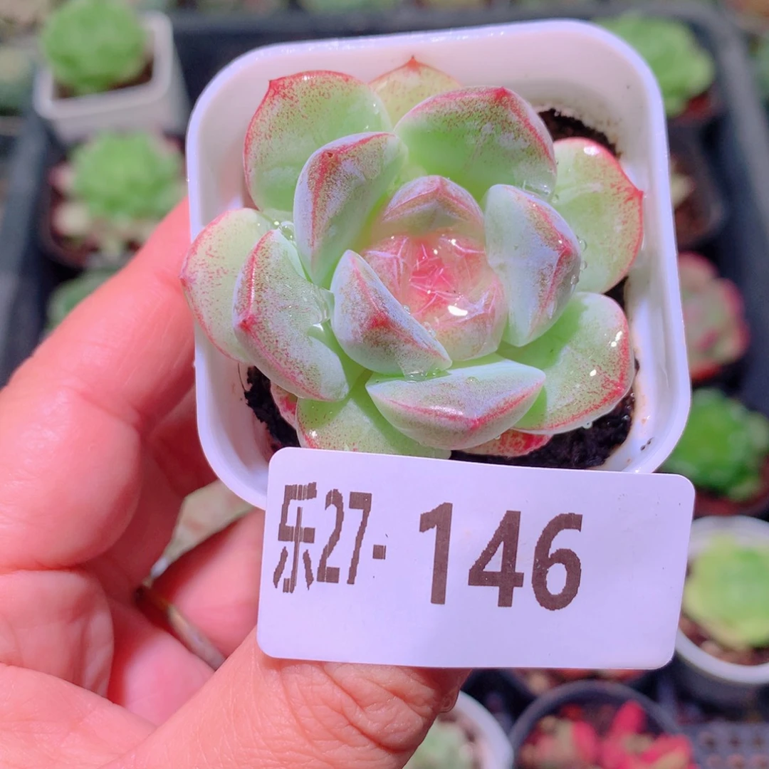 乐然27-146 珍妮新品
