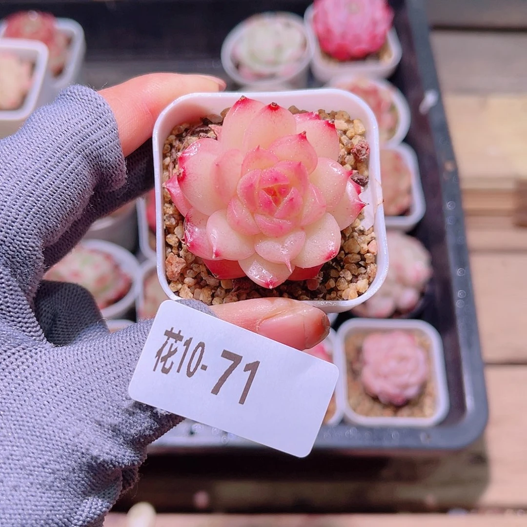 花10-71海王单头