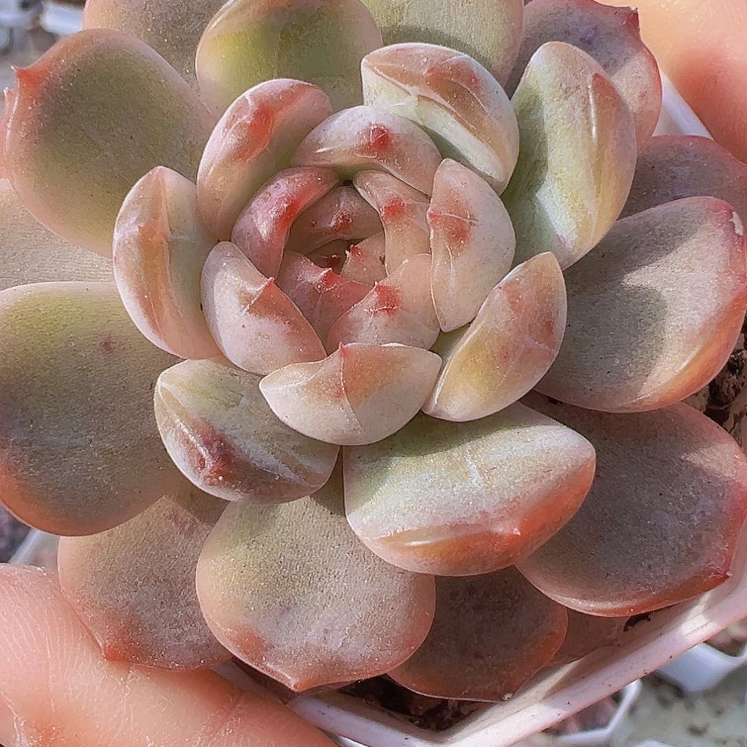 红恋19包邮多肉植物