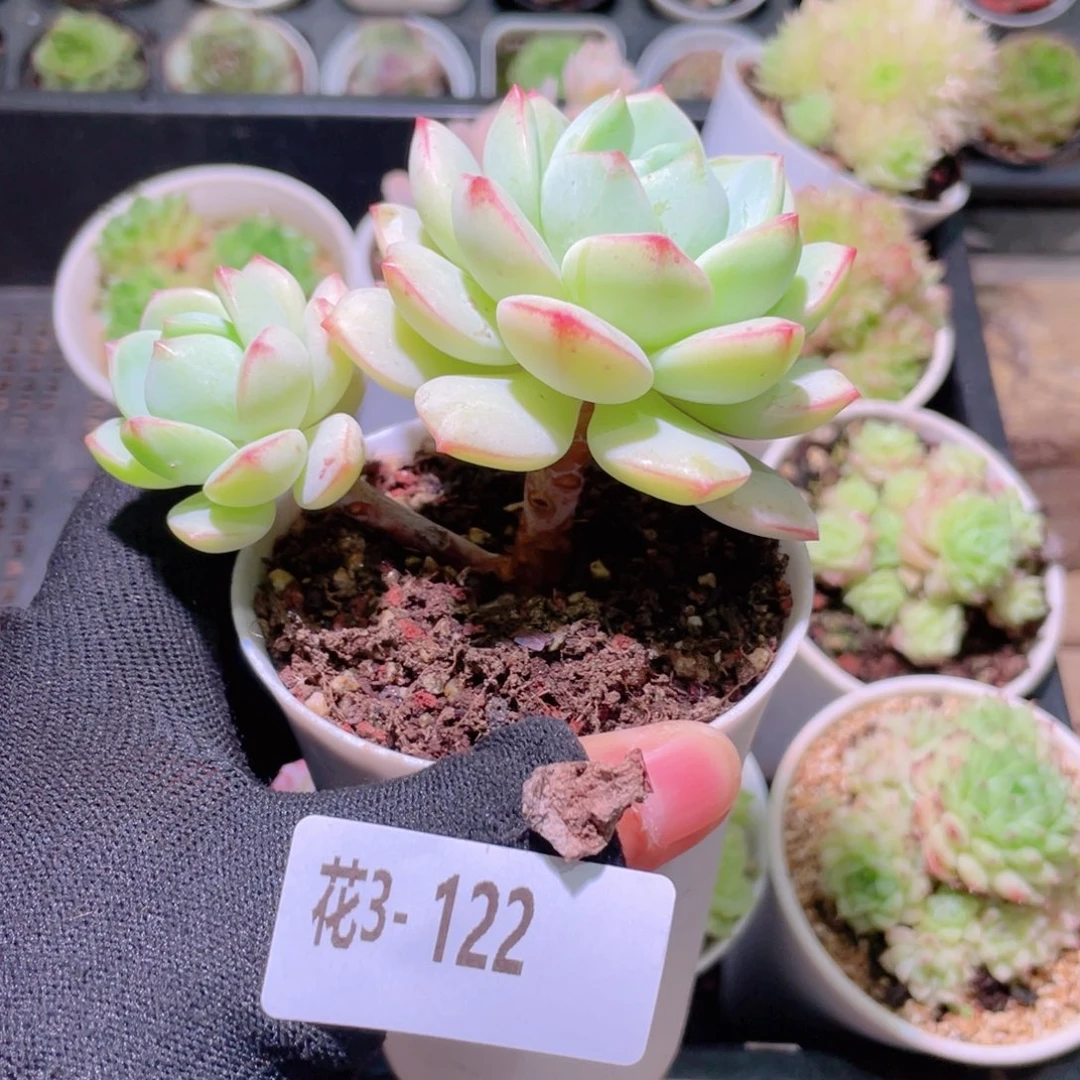 花利美3-122香草双头