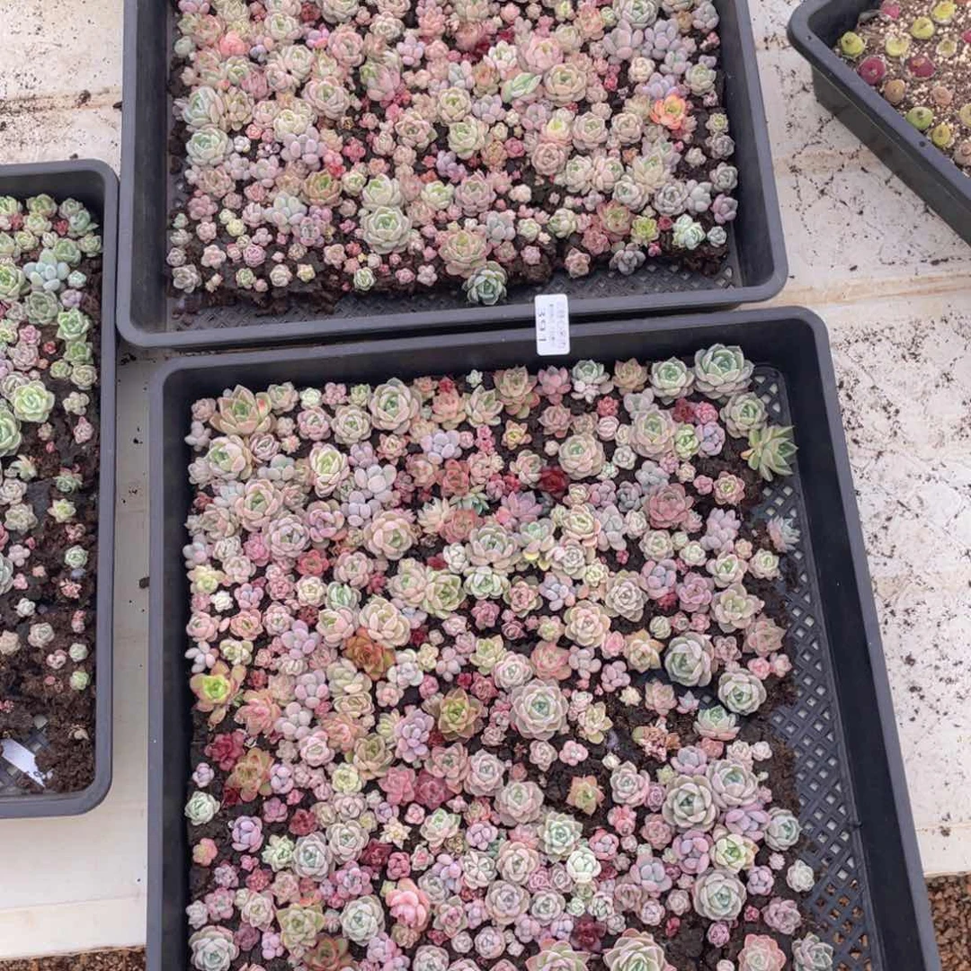 胡*玖云糖心多肉植物391