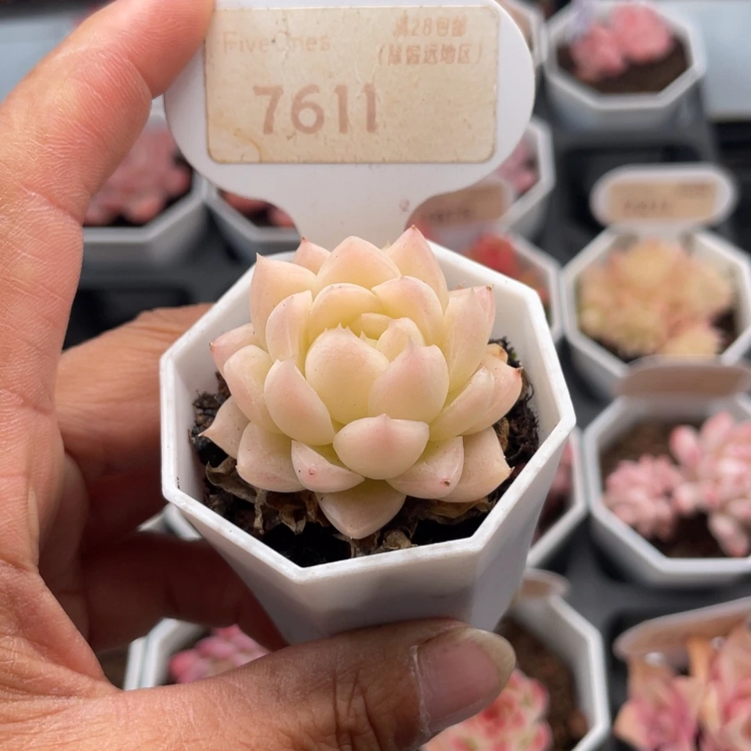 麦秆7611-4.0厘米