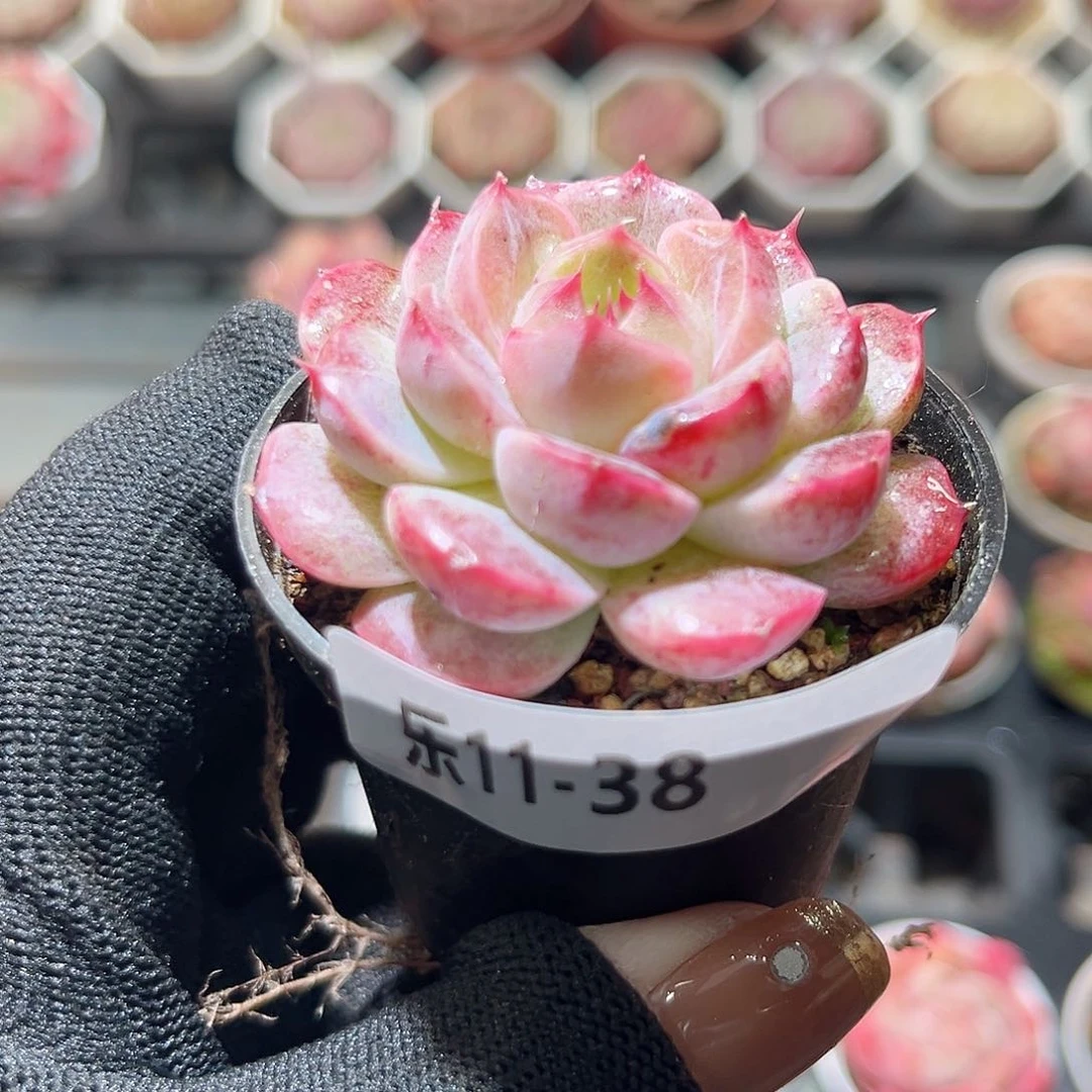 乐11-38 新品单头