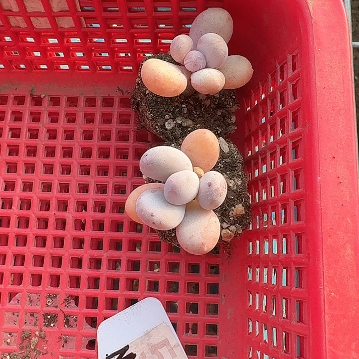 花***音x n z c v c g 527