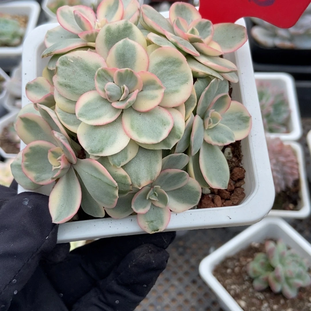 828秀妍锦多肉植物多肉