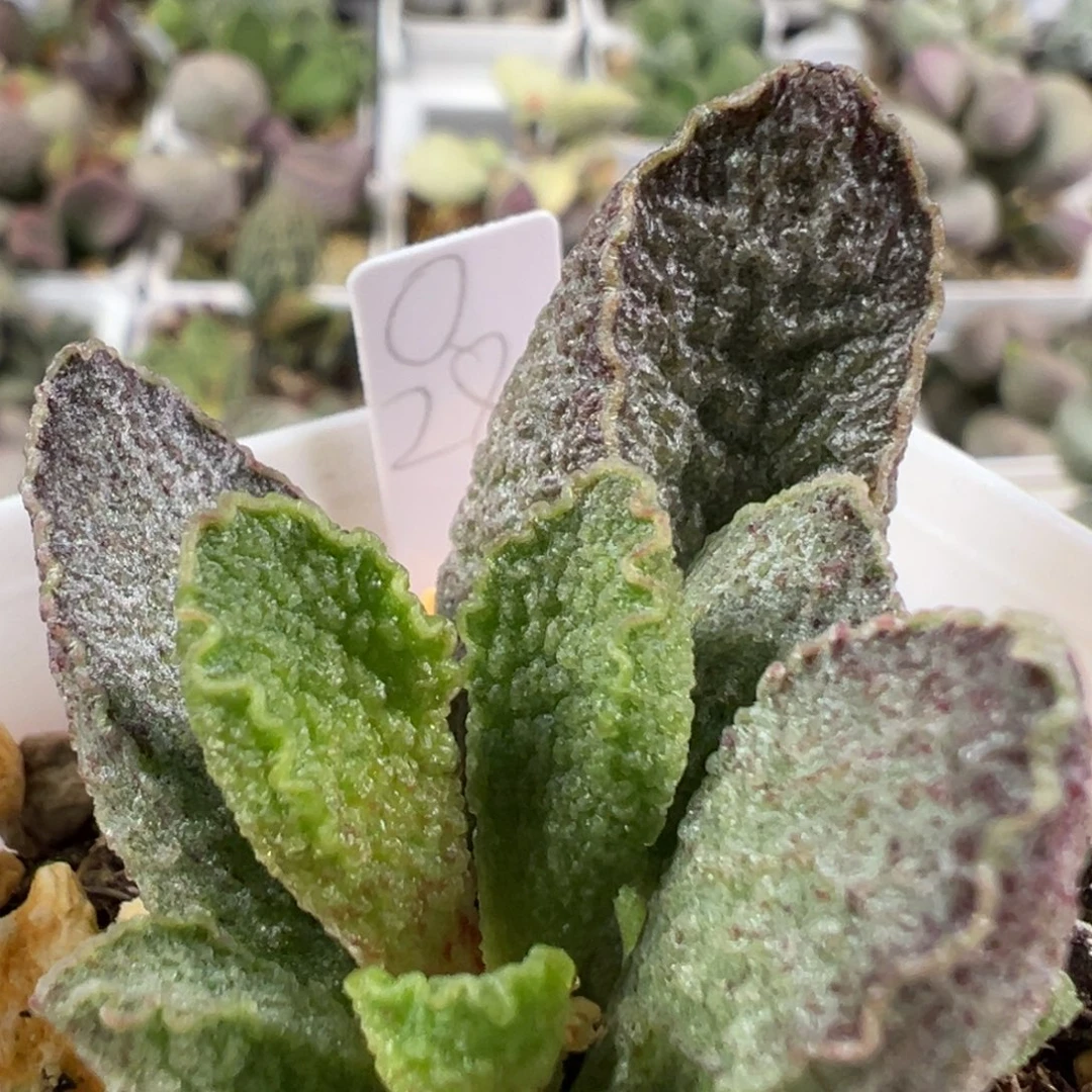 w大叶型波浪边油亮颗粒款实生新品