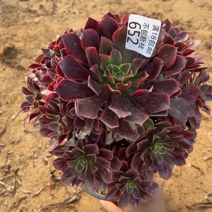 652金丝雀大手捧2