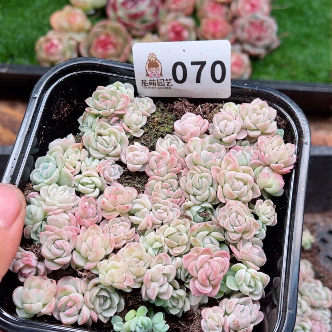 多肉植物多肉植物