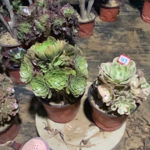 两颗法师一物一拍