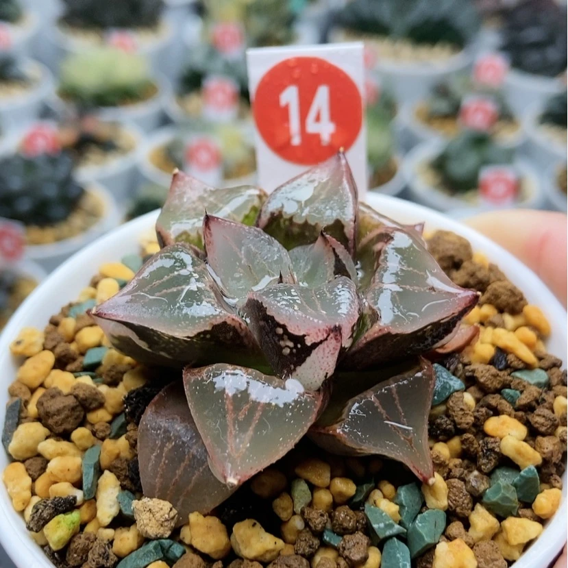 【闪购商品】14一点红