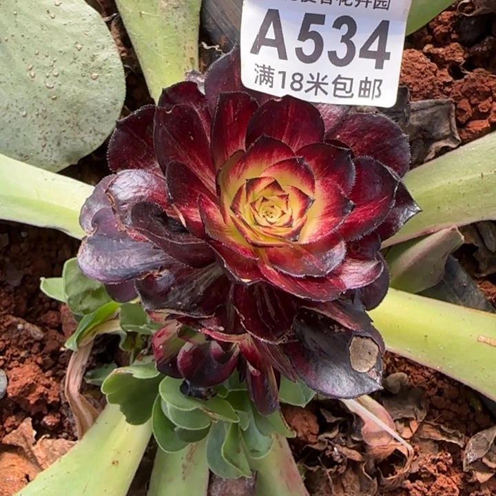 多肉法师伯爵多多