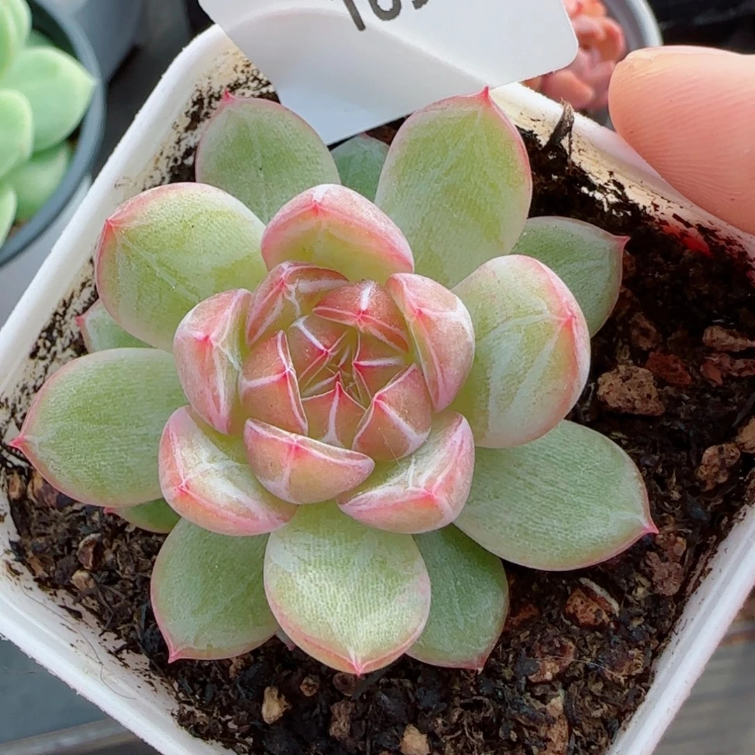 雪花珍妮，1691多肉植物