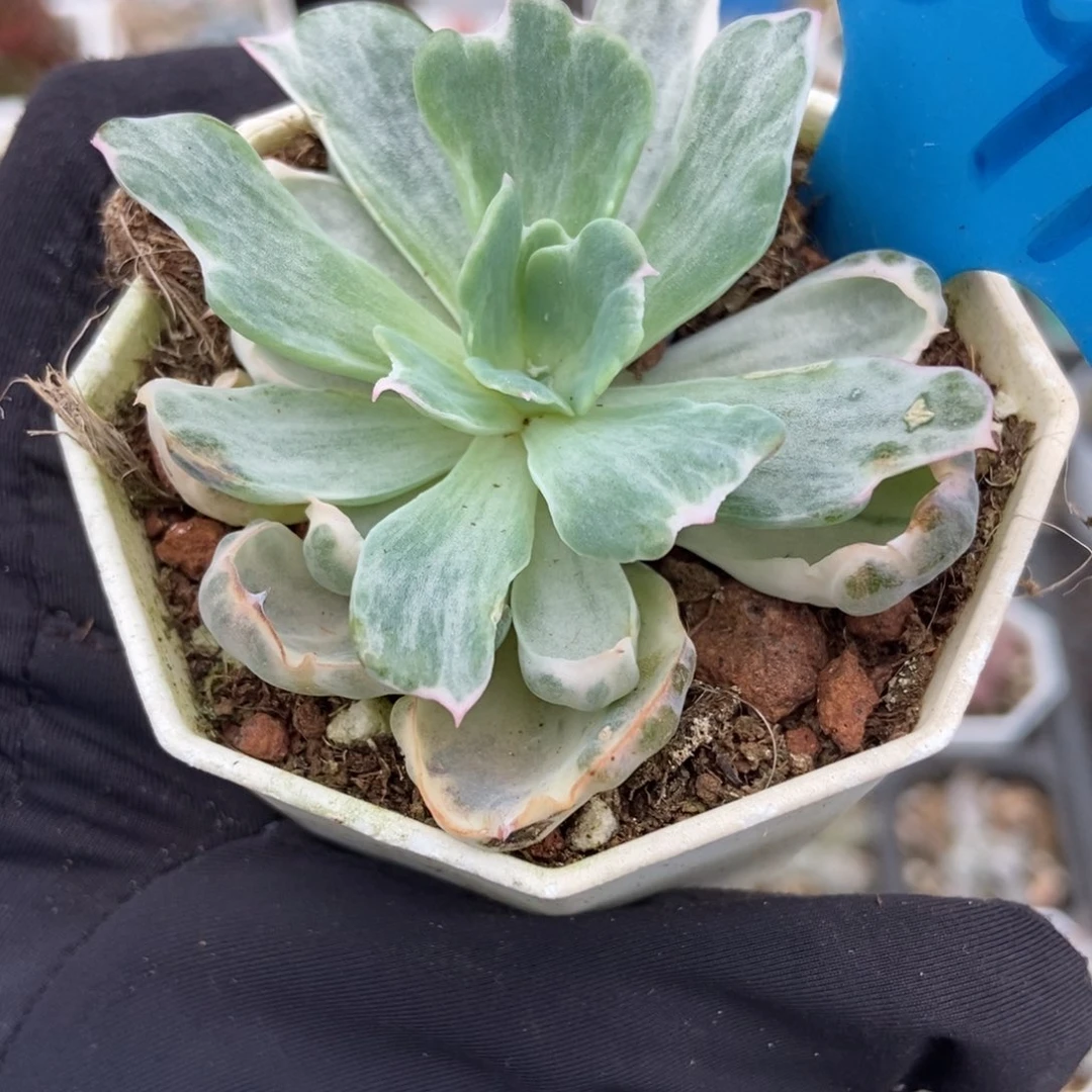 891伯克利锦多肉植物