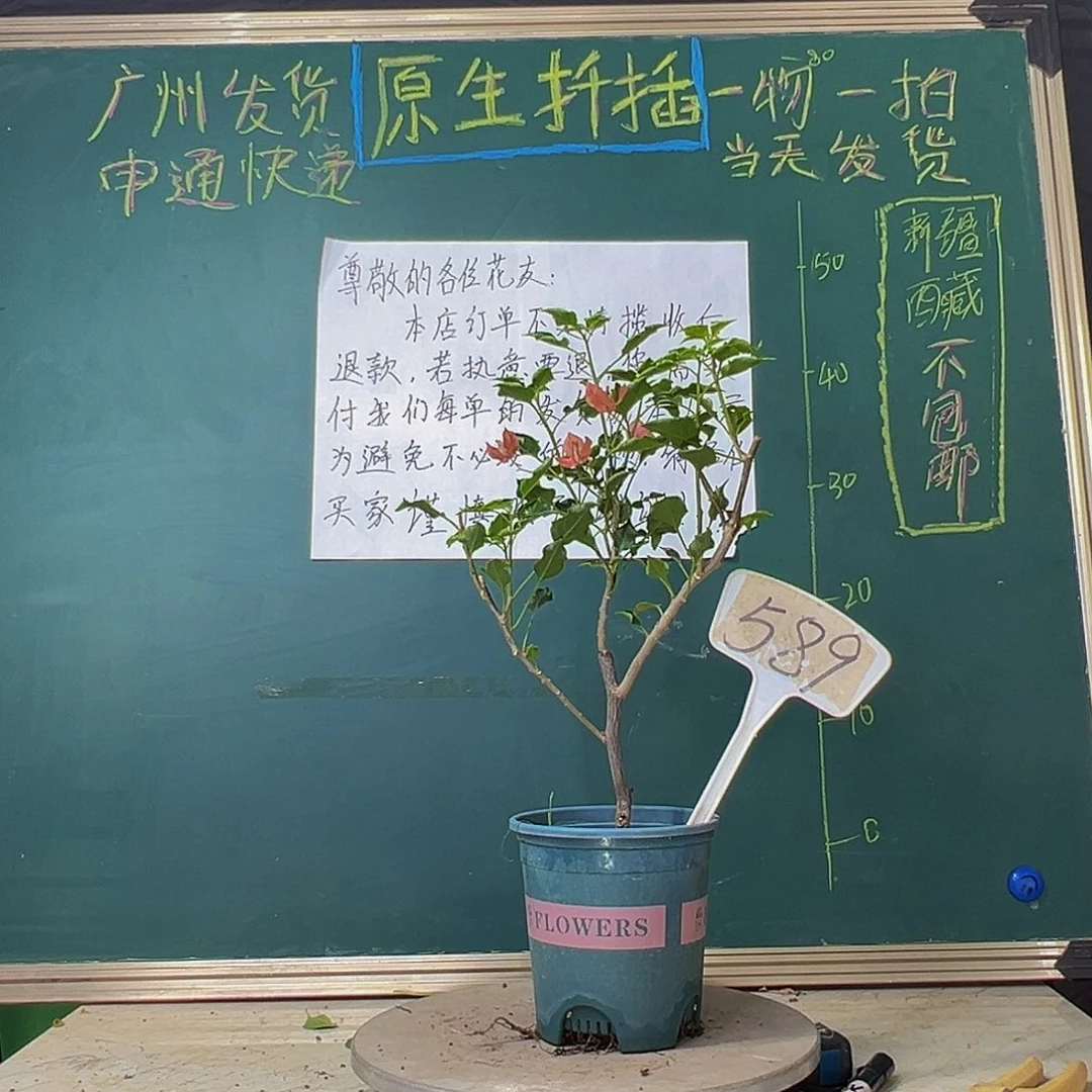 当前无花栽培后可以开花橙美人589