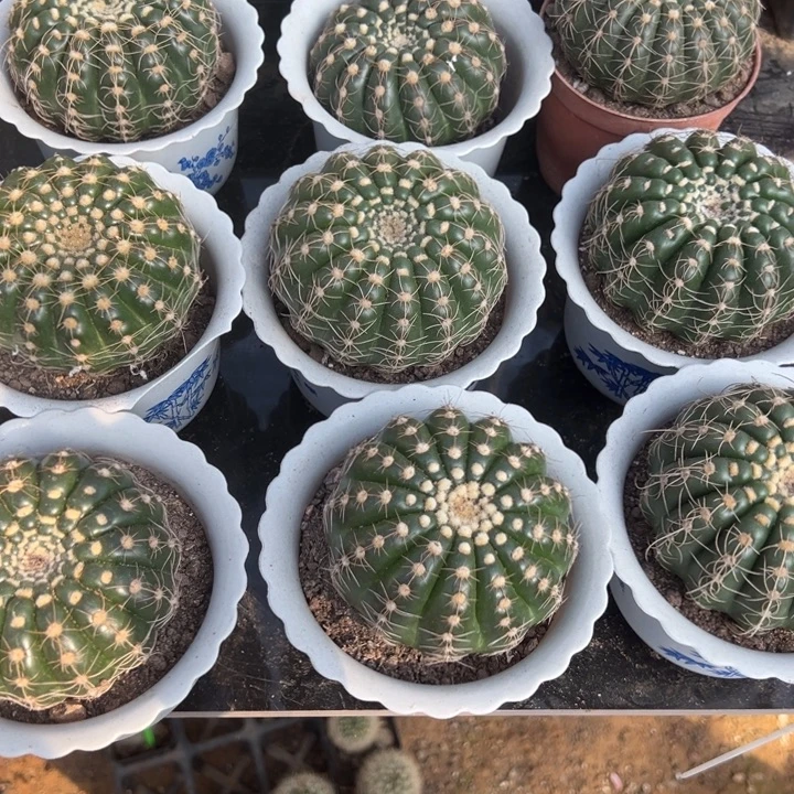 炫美玉随机一颗。