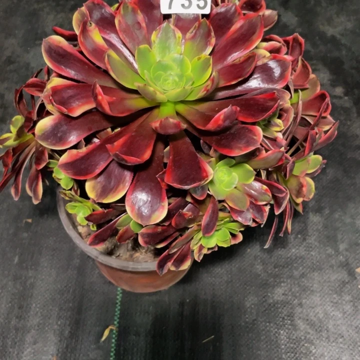 735老庄多肉法师欧嘉莉