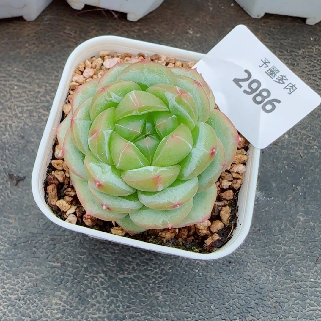 绿体财富密码，2986多肉