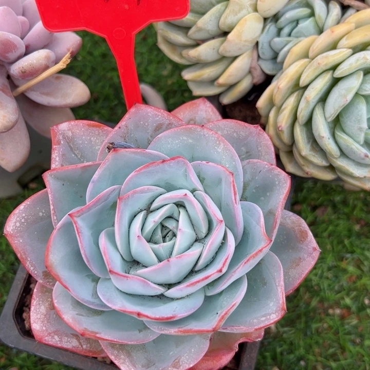 234布鲁蓝平平安安健健康康