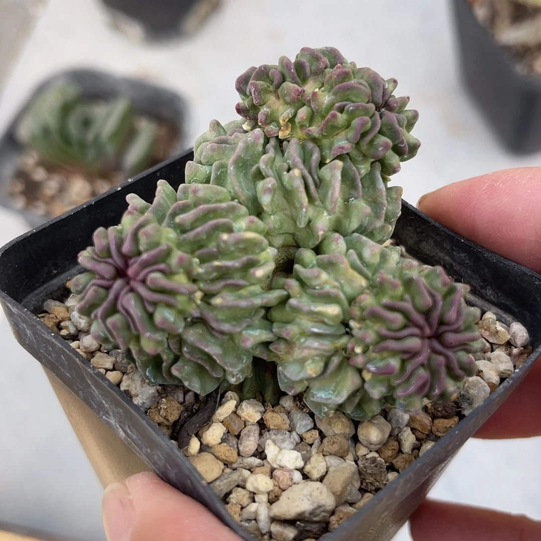 蝌蚪丸一物一拍包邮