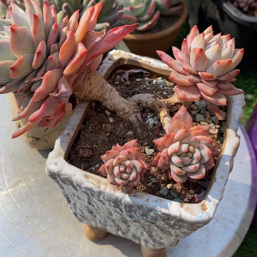 【闪购商品】`****懂多肉植物