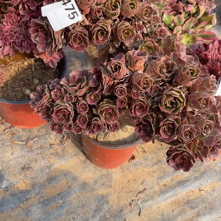 多肉柠檬玫瑰朵朵，杆子有瑕疵475