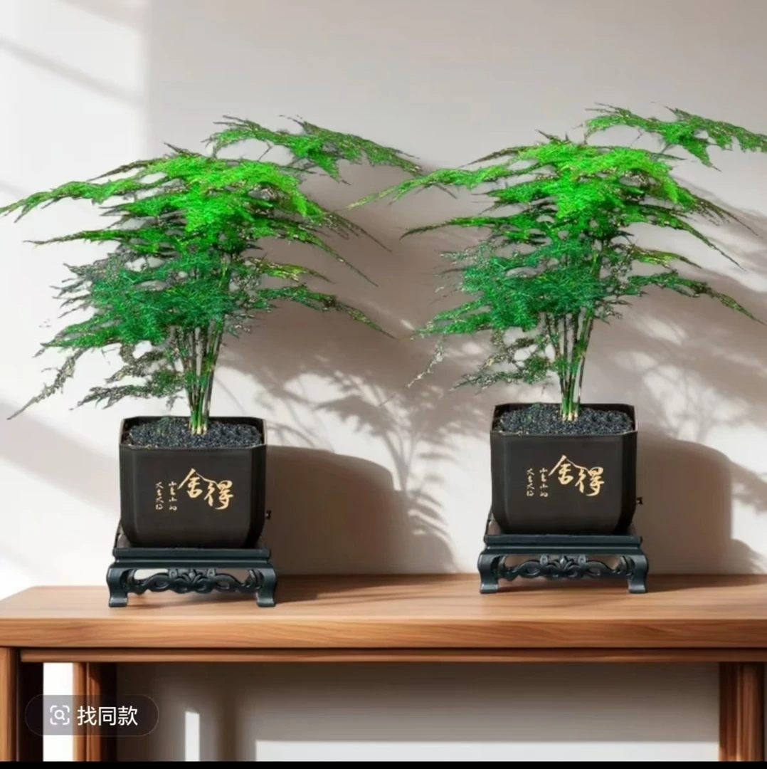 【买一送一】文竹桌面盆栽绿植好养护