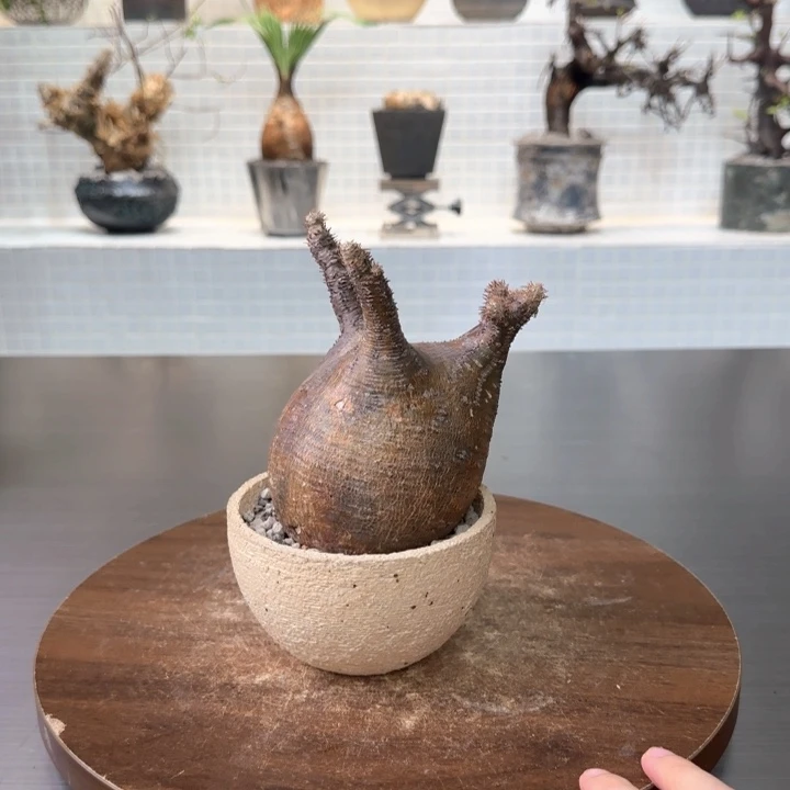 象牙宫一物一拍含盆