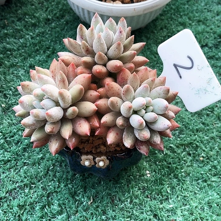 所写门2号码牌子的话