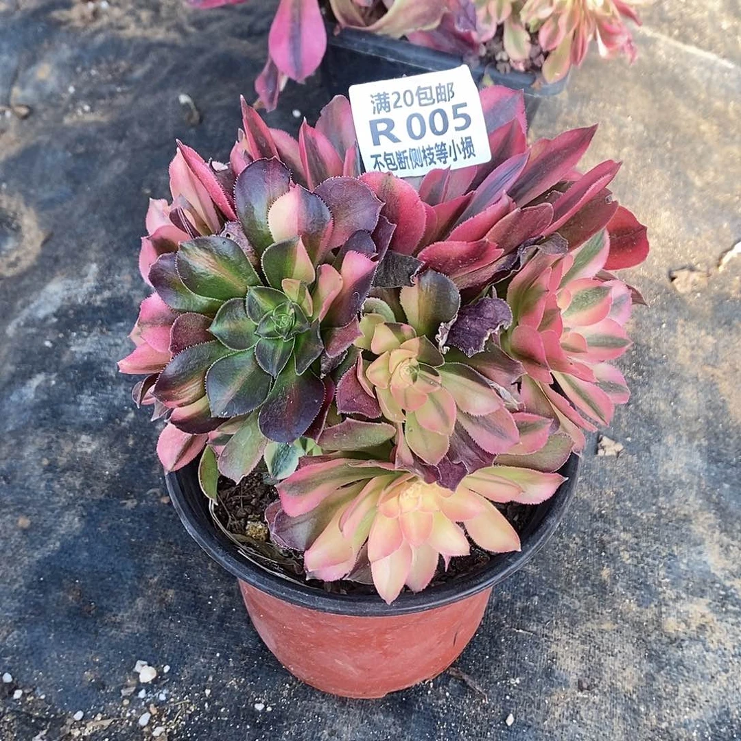 啊*?005无名氏花脸多肉