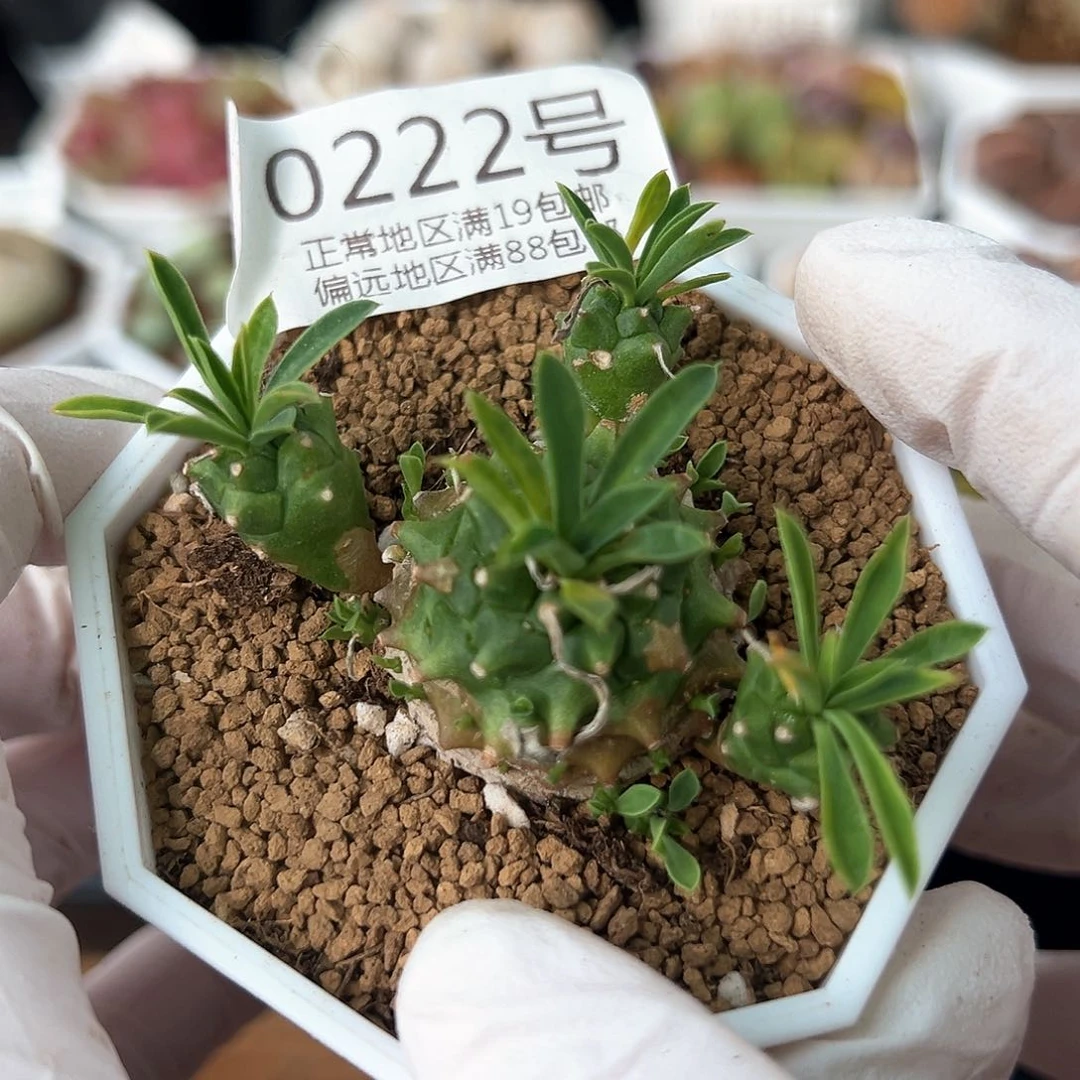 好养易活生石花大母本0222