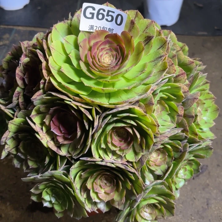 秋****1瑞妈多肉1.29.650