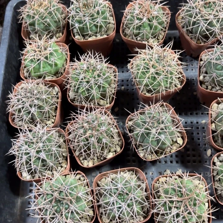 实生狂刺祼好养皮实